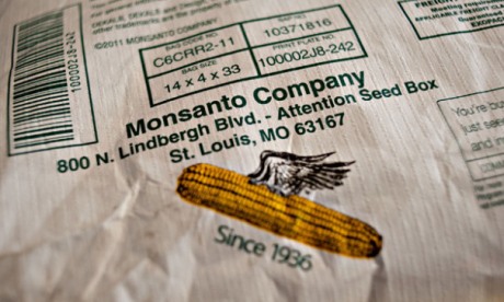 Monsanto GM or GMO maize